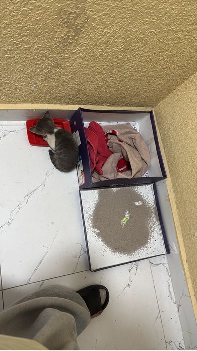 Маленький котенок ищет дом,мальчик