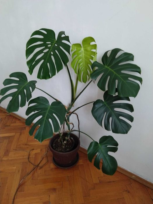 Монстера - млада, висока около 120 см