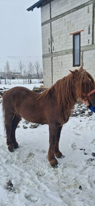 De vânzare harmasar