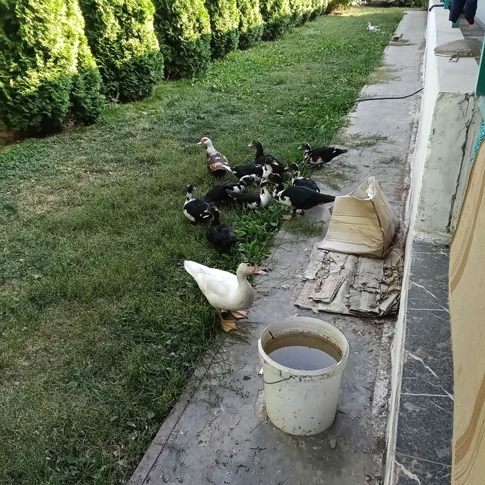 Продам индауток цыплять