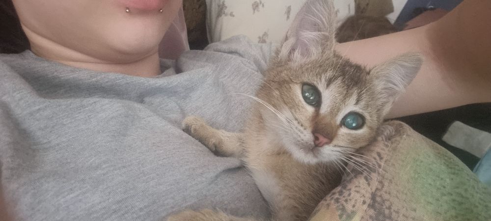 Котёнок в добрые руки