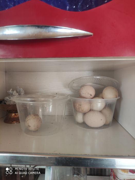 Qora shahzoda. Tuxum