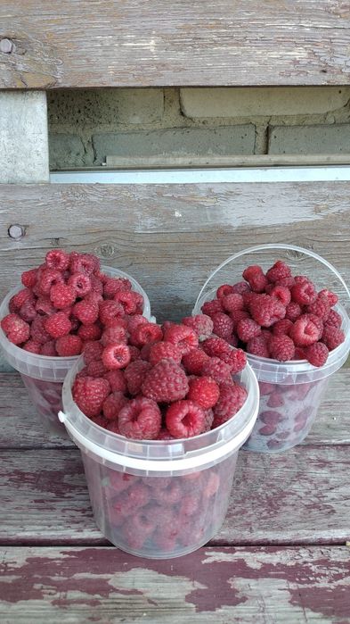 Саженцы малины …