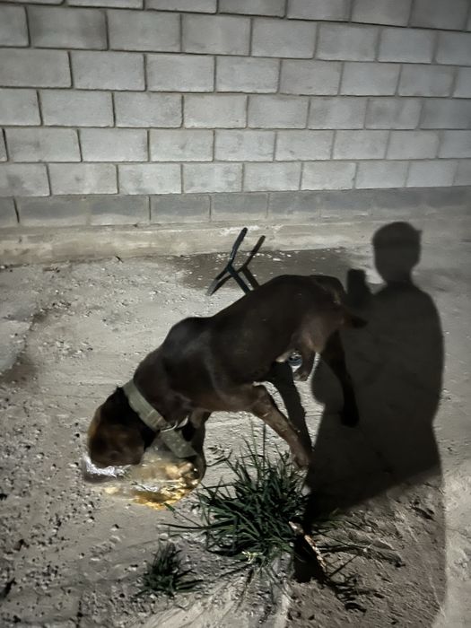 Вязка срочно ретривер лобродор