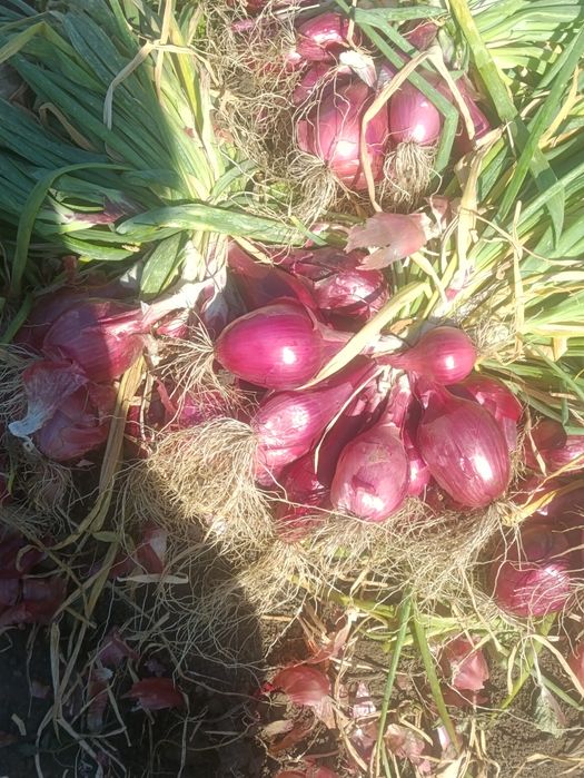 Ceapa de apa ceapa alba patrunjel rădăcină