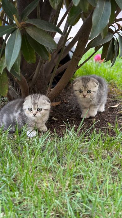 Котята чистокровные, Skotish fold mushukchalari, Шиншила фолд,
