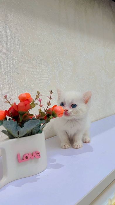 Scottish straight garanti