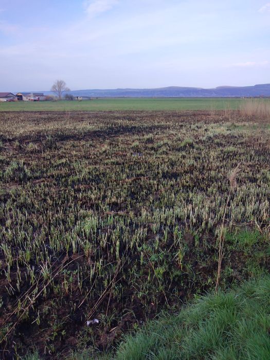 Vand teren intravilan 5.000 mp