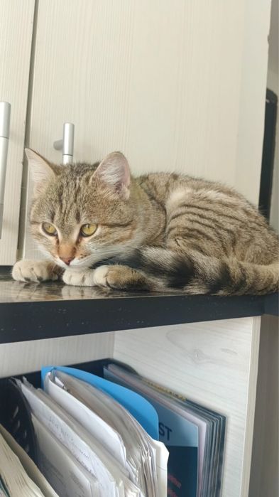 Отдам котенка в добрые руки