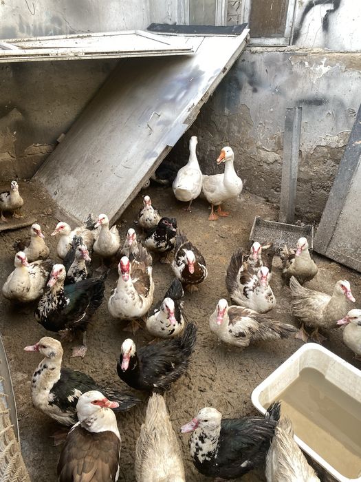 Утки и гуси молодые