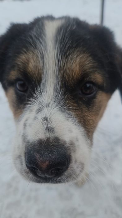 Отдам щенка в добрые руки