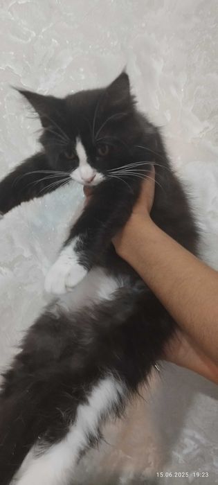 Котятки мальчики и девочки