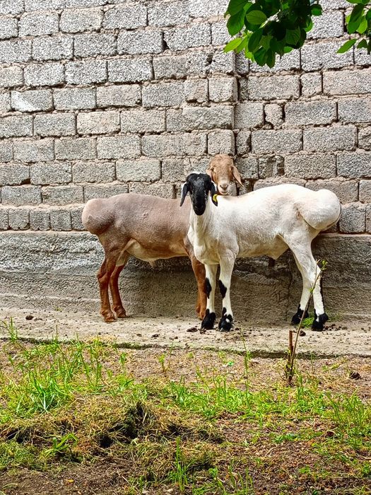 Zotli Arashan qoʻylari  5milliyondan