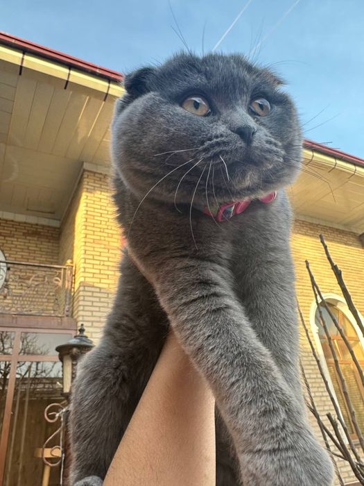Скотиш Фолд котята