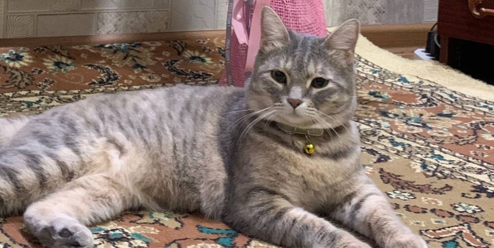 Маруся ищет свою семью!