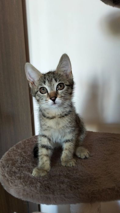 Отдам котят в добрые руки