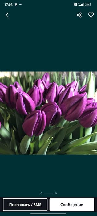 Тюльпаны оптом и в розницу