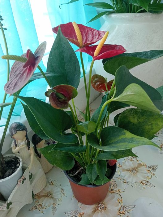 Продам комнатные цветы