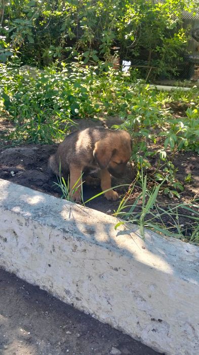 Отдам щенков в добрые руки