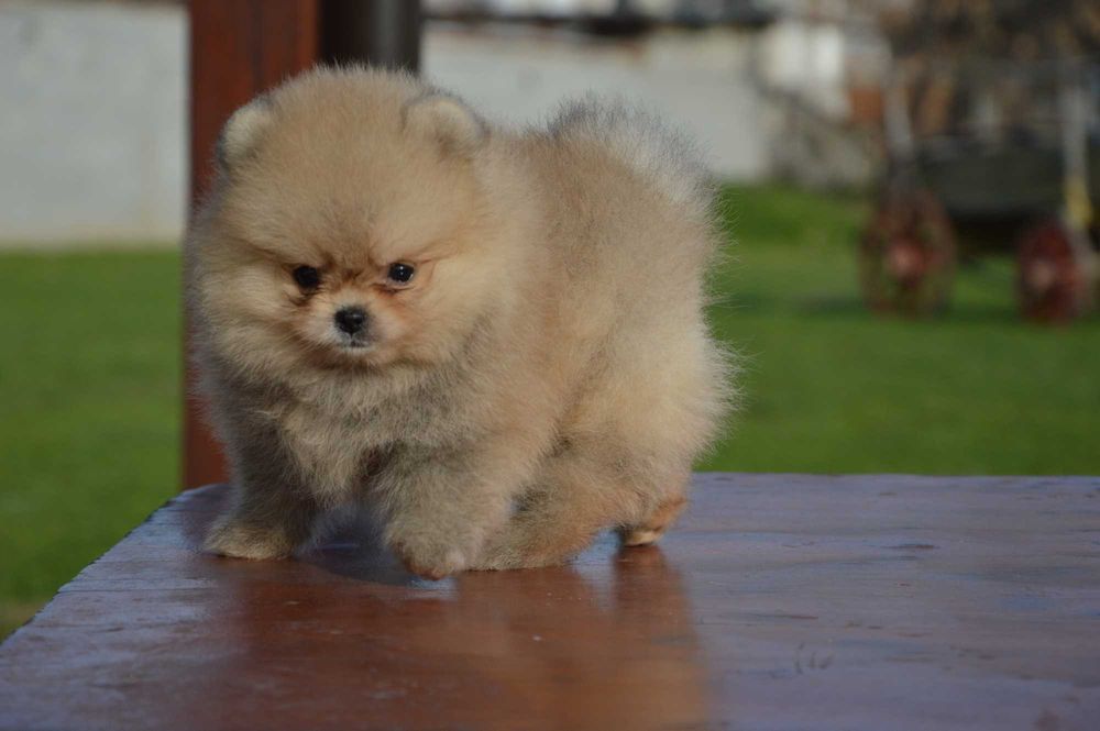 Померан мини baby face