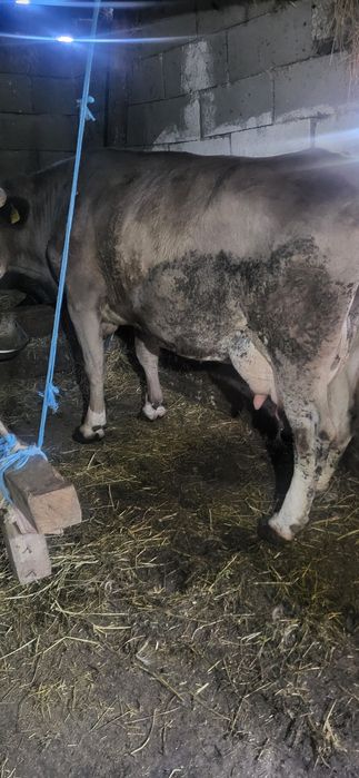 Vand vaci de lapte forte bune 6 si 7 ani vacile sunt  forte cumit ubla