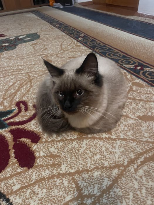 Продается сиамский кот