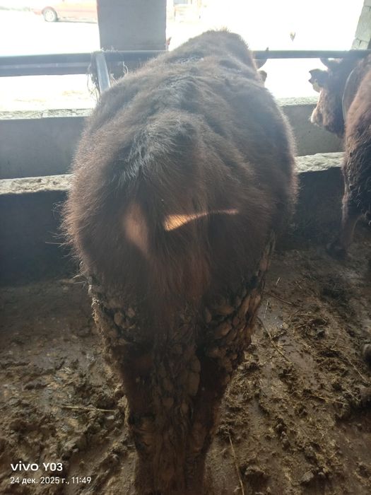 бычки полтора года