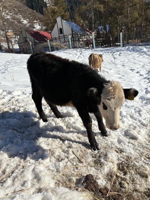 Продам телят: телочки, бычки