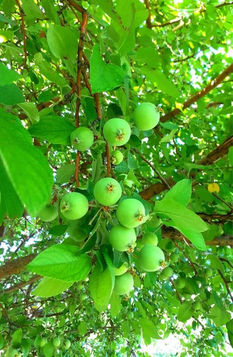 Дача продается/ Саяжай сатылады