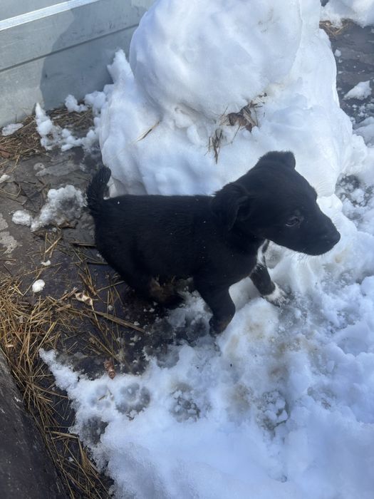 Продам щенка ягтерьера