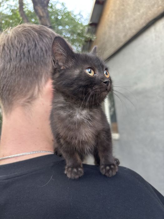 Котенок мальчик в добрые руки