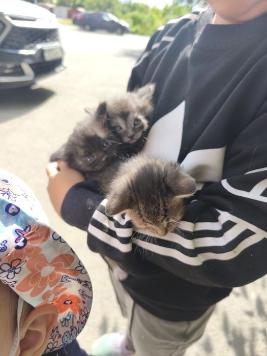 Отдам котят в хорошие Руки