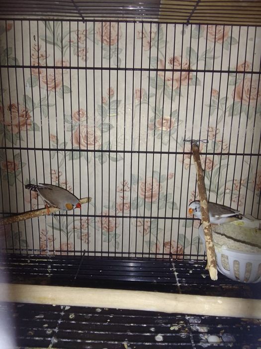 Продам амадин пару