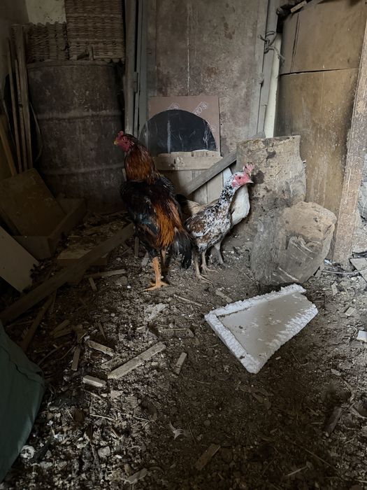 Бойцовский петух и куры