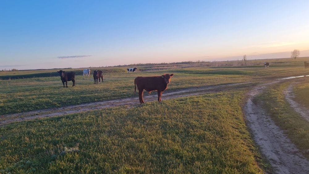 Бұқа баспақтар (бычки) сатамын