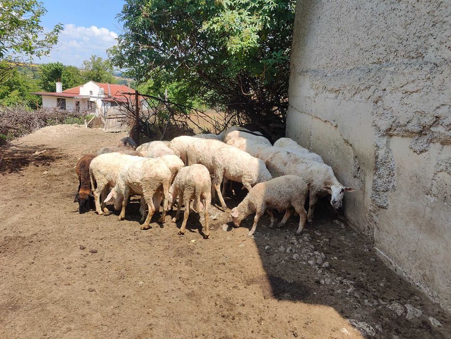 20 бройки овце Садово Варненско