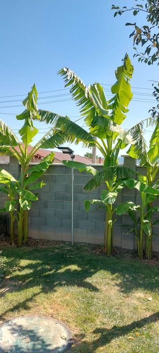 Студеноустойчиви Банани Муса Баджо