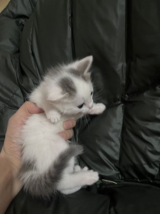 Кішкентай мысықтар сатылады