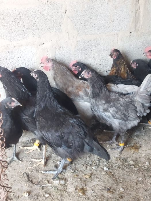 Продам куры домашние