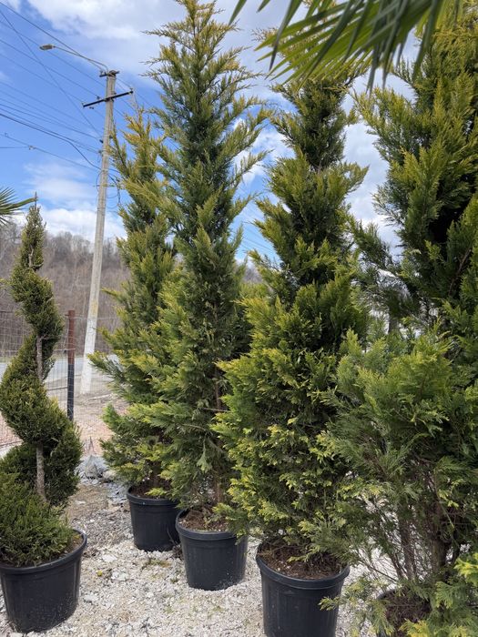 Vand leylandi/leylandi gold calitate extra