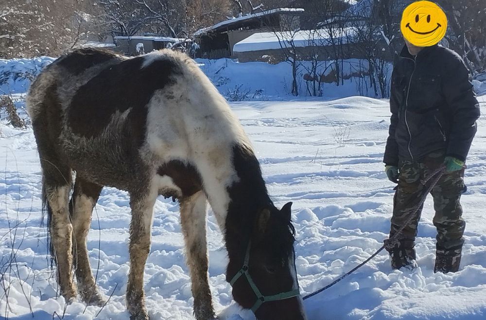 Продаётся лошадь на согым 600,000
