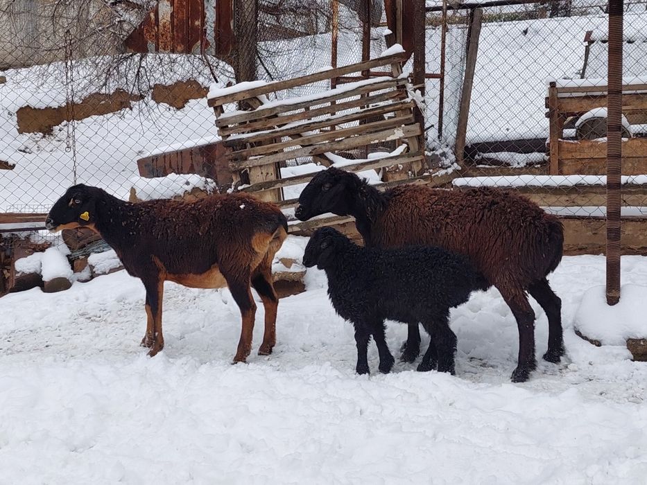 Ірі денелі қозылы қойлар сатылады