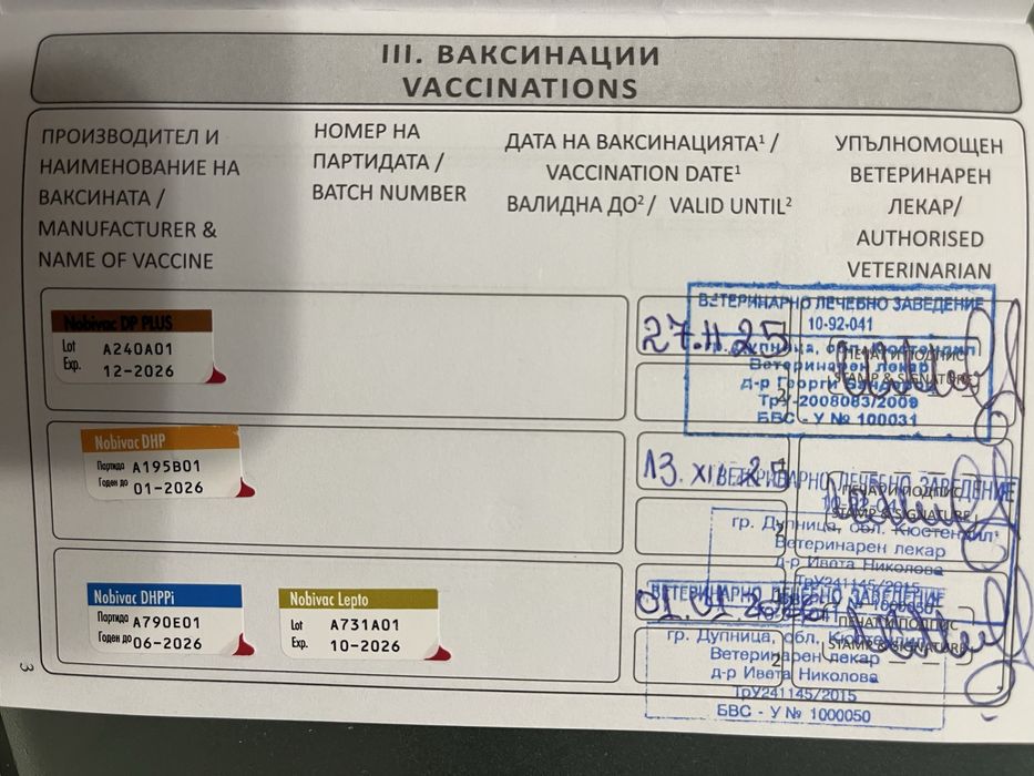 Куче Померан мъжко