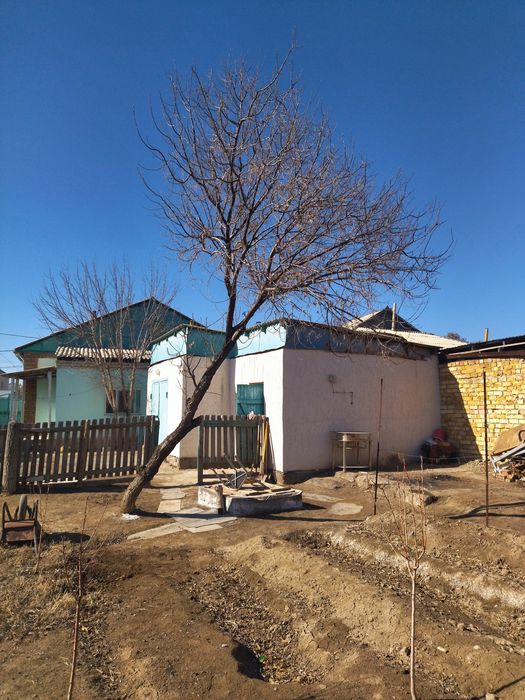 Жиде кошет 2-3-жылдык . Букарски жиде кошет