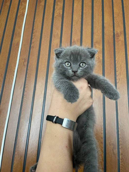 Продаются котята