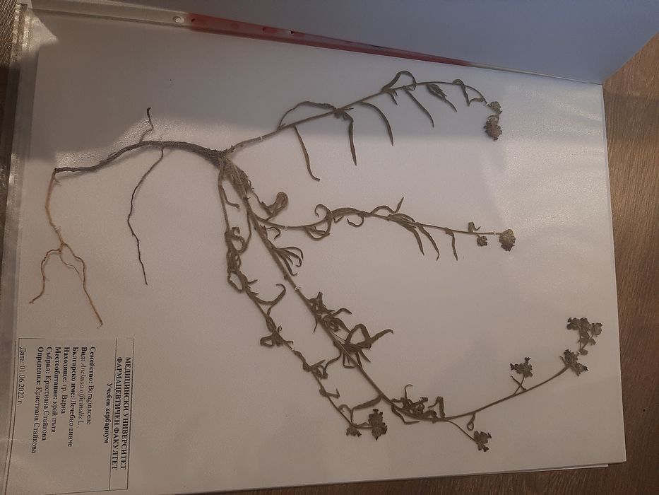 Растения за учебен хербарий