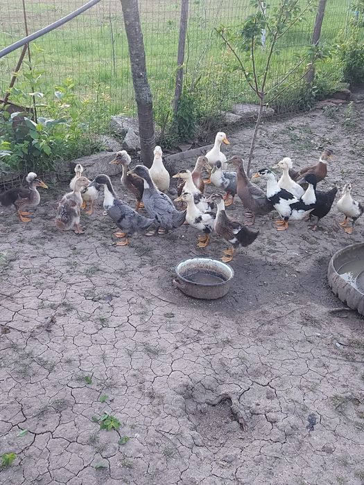 Vând rațe românești