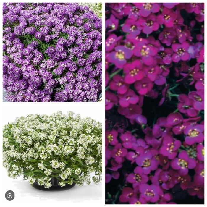 Профессиональные семена цветов