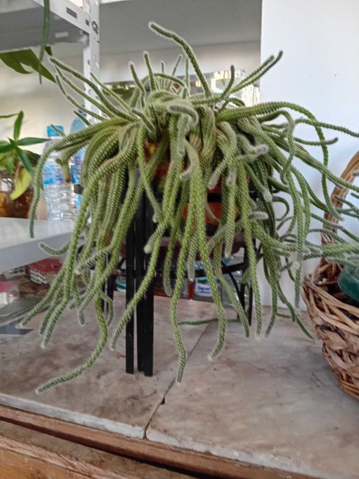 Кактус кактус кактус