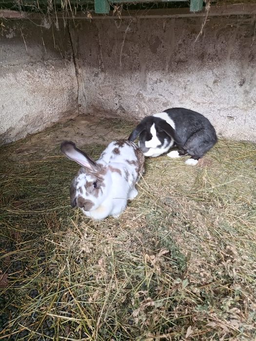 Iepuri (Femele amândouă)tinere de 1 an